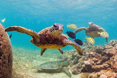 En truet havskildpadde, Green Sea Turtle - Hawaii