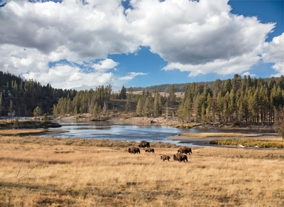 Bisoner græsser i Yellowstone National Park - Foto Carol Highsmiths America Unsplash