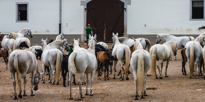 Lipizzanerheste i Lipica - verdens største Lipizzaner-stutteri i verden, Slovenien