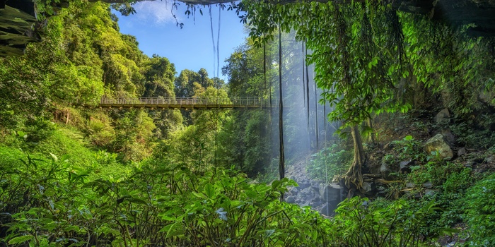 Crystal Shower Falls i regnskoven Dorrigo National Park - New South Wales