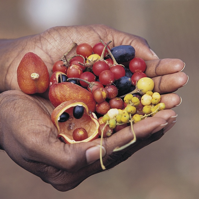 Bushtucker i Australien