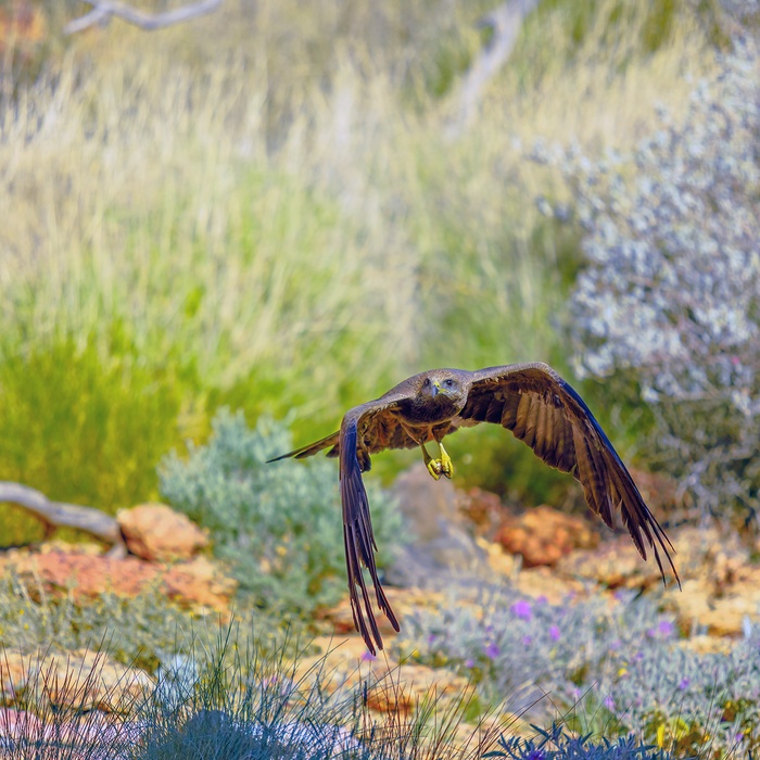 Rovfugldemonstration i Alice Springs Desert Park - Northern Territory