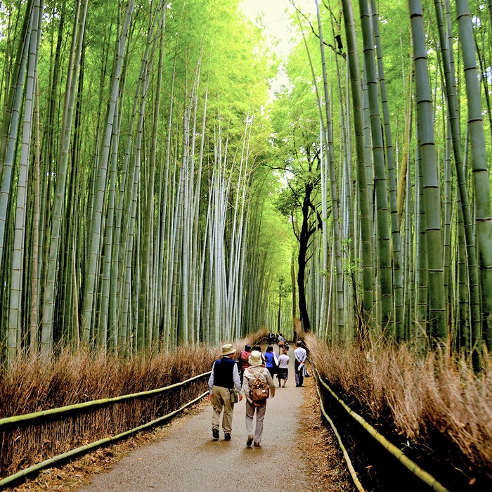 Bambuslunden Arashiyama Bamboo Grovei i Kyoto, Japan