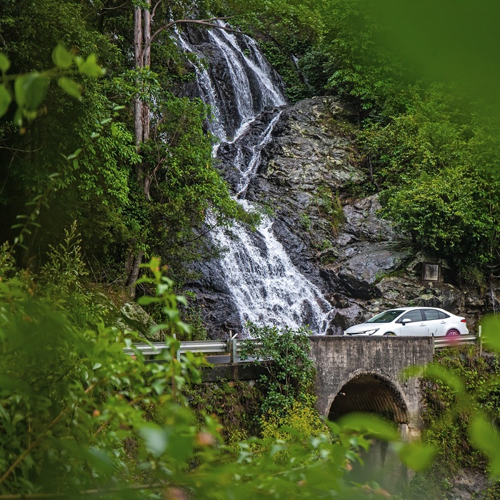 Bil på Water Falls Way gennem Dorrigo National Park, New South Wales