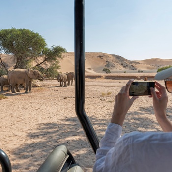 Oplev elefanter på en safari i Etsoha National Park i Namibia