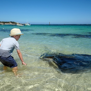 Drang i vandet og nysgerrig stingray eller rokke ved Hamelin Bay i Western Australia