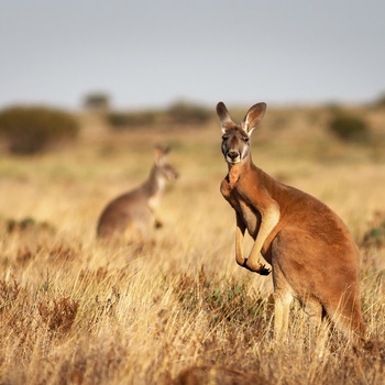 Kænguruer i Ikara Flinders Ranges National Park, South Australia