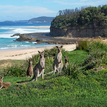 Kænguruer på Pretty Beach i New South Wales