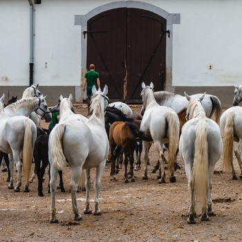 Lipizzanerheste i Lipica - verdens største Lipizzaner-stutteri i verden, Slovenien