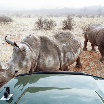 Kom tæt på næsehorn på en safari i Namibia