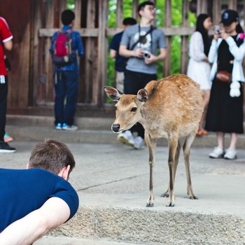 Hjort og turist bukker for hinanden i Nara Park - Japan