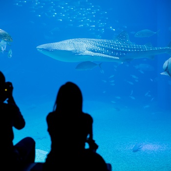 Osaka Aquarium Kaiyukan, Japan