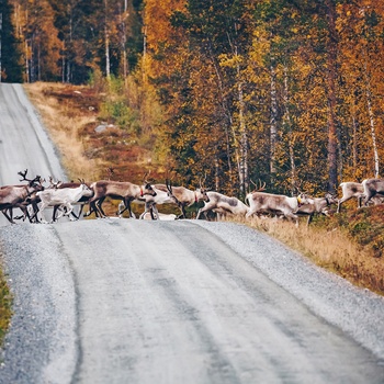 Rensdyr krydser skovvej i Sverige