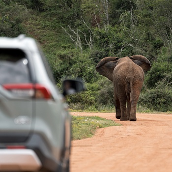 Addo Elephant National Park i Sydafrika