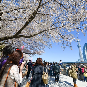 Tokyo Skytree - Japans højeste tårn