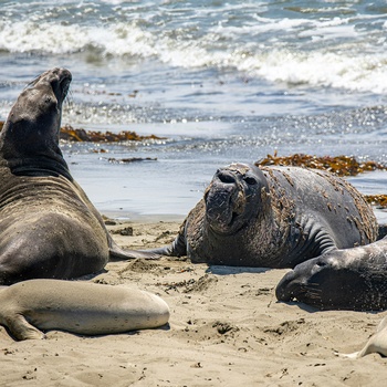 Søelefanter ved San Simeon i Californien, USA - Foto mana5280 Unsplash small.jpg