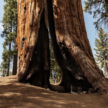 Mor og barn i Sequoia National Park, Californien i USA