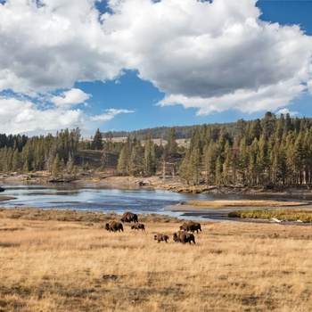 Bisoner græsser i Yellowstone National Park - Foto Carol Highsmiths America Unsplash