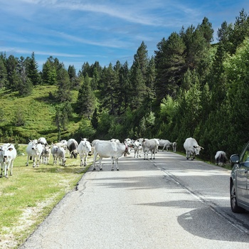 Plateau de Beille i de franske Pyrenæer - på vejen op kan du møde kvæg