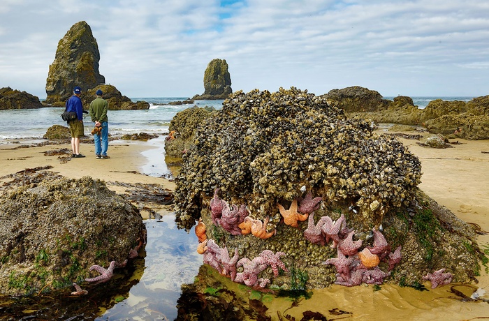 Søstjerner ved lavvande på Canon Beach, Oregon