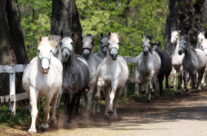 Lipizzanerheste i Lipica - det største Lipizzaner-stutteri i verden, Slovenien