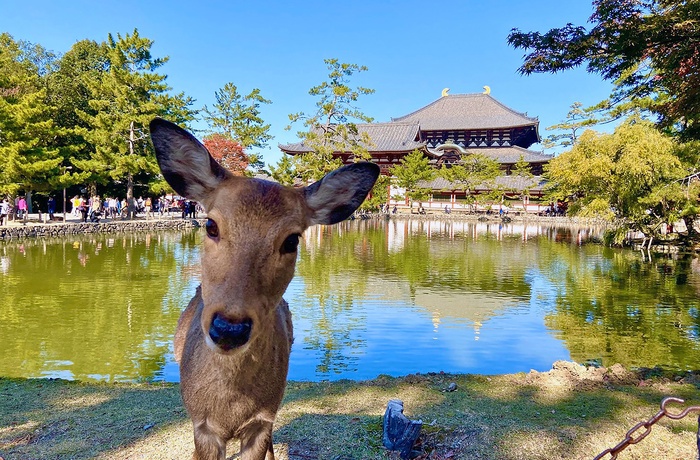 Nysgerrig hjort foran Todaiji templet i Nara Park - Japan