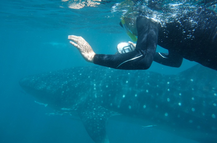 Snorkling med hvalhaj ved Ningaloo Reef nord for Coral bay i Western Australia