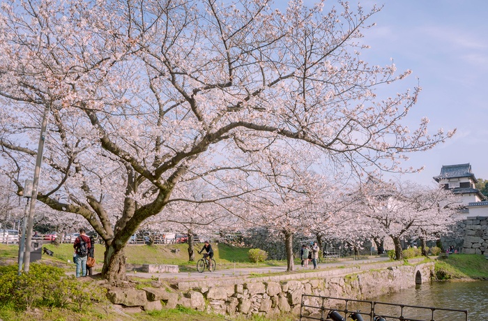 Forår i Ohori Park i byen Fukuoka, Japan