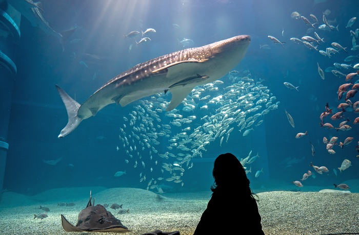 Hvalhaj i Osaka Aquarium Kaiyukan, Japan