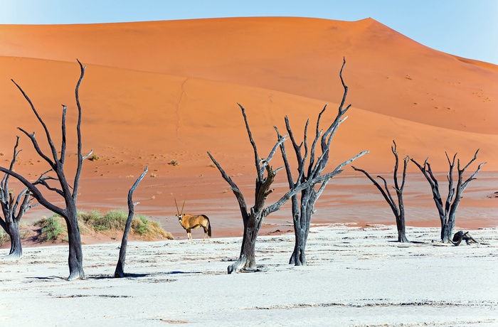 Deadvlei med døde træer i Sossusvlei, Namib-Naukluft National Park, Namibia