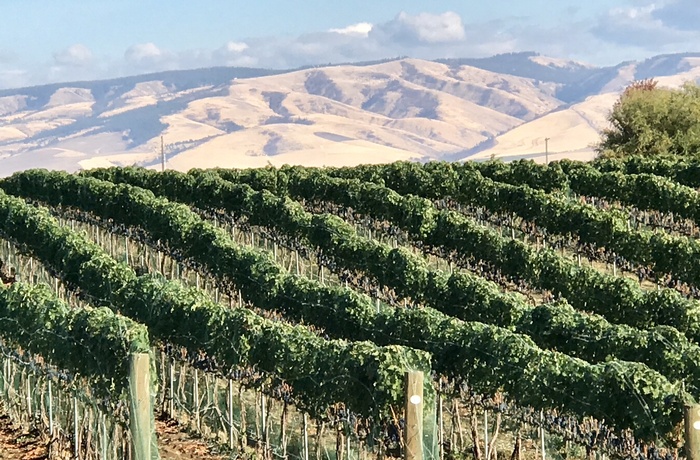 Walla Walla vineyard and the Blues