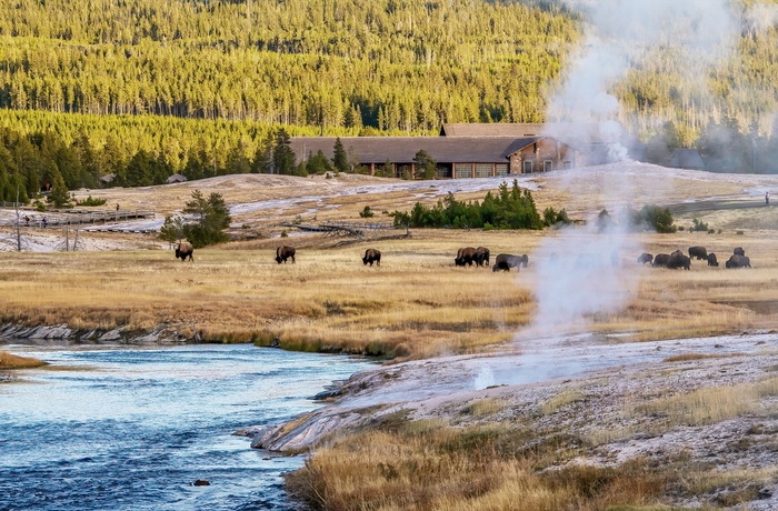 The Upper Geyser Basin i Yellowstone National Park - USA