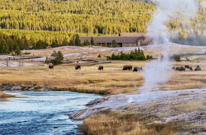 The Upper Geyser Basin i Yellowstone National Park - USA