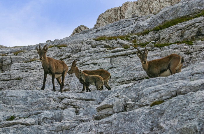 Bjerggeder i Triglav National Park , Slovenien