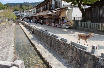 Fritgående sikahjort på den hellige ø Miyajima nær Hiroshima - Japan, AS