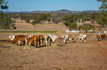 Farm med Bramham Cows - kødkvæg i Queensland