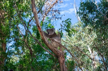 Koala i Cape Otway National Park, Victoria i Australien