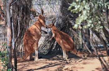 Kænguruer i Alice Springs Desert Park - Northern Territory