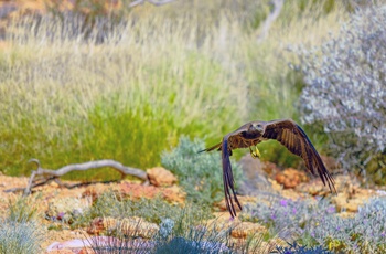 Rovfugldemonstration i Alice Springs Desert Park - Northern Territory