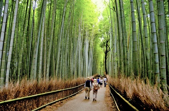 Bambuslunden Arashiyama Bamboo Grovei i Kyoto, Japan