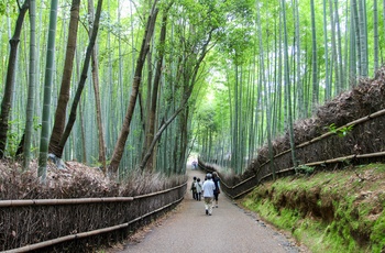 Bambuslunden Arashiyama Bamboo Grovei i Kyoto, Japan