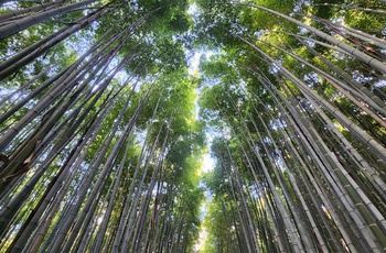 Bambuslunden Arashiyama Bamboo Grovei i Kyoto, Japan