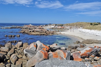 Mennesker på Bay of Fires på Tasmaniens østkyst