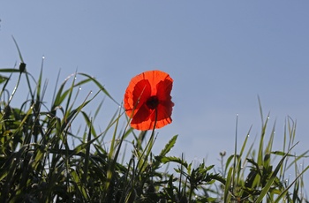 Belgien, Flandern - valmuen er symbol på de faldne soldater