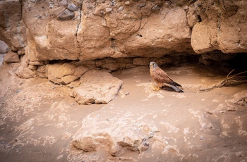 Bjergfalk i kløften Sesriem Canyon i Namibia