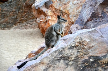 Black footed Rock wallaby i Simpsons Gap,  West MacDonnell Ranges - NT i Australien