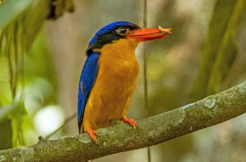 Buffbreasted Paradise Kingfisher, Queensland