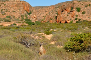 Lille rød kænguru i Cape Range National Park – Western Australia