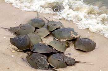 Hesteskokrabber Horseshoe Crabs i Delaware - USA