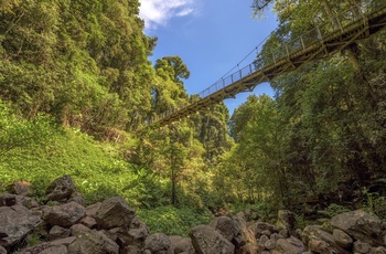 Hængebro i regnskoven i Dorrigo National Park, New South Wales